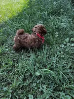 Rome, a male Poodle - Miniature  for sale in Frederic, WI – 2 of 3
