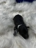 Tango, a female Poodle - Miniature  for sale in Frederic, WI – 1 of 2