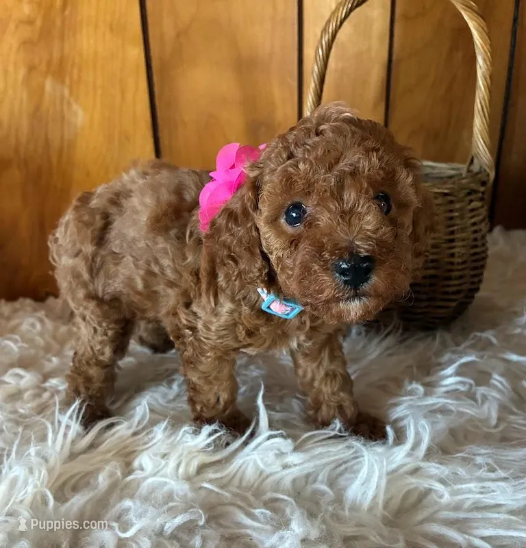 Dolly – Poodle - Miniature  puppy for sale in Frederic, WI