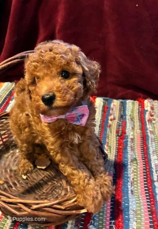 Dolly – Poodle - Miniature  puppy for sale in Frederic, WI