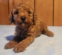 Dolly, a female Poodle - Miniature  for sale in Frederic, WI – Photo 2 of 2