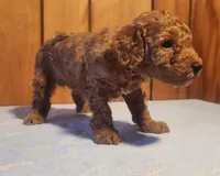 Dolly, a female Poodle - Miniature  for sale in Frederic, WI – Photo 1 of 2