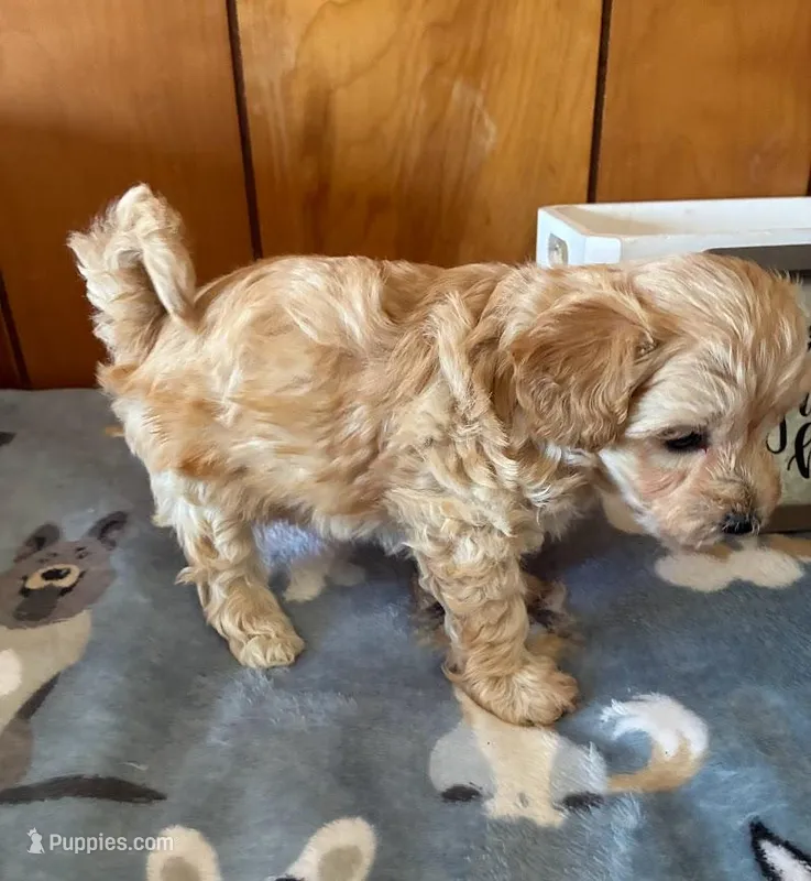 Percy – Maltipoo puppy for sale in Frederic, WI
