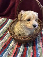 Percy, a male Maltipoo for sale in Frederic, WI – Photo 5 of 8