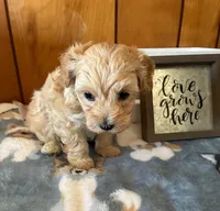 Percy, a male Maltipoo for sale in Frederic, WI – Photo 3 of 8