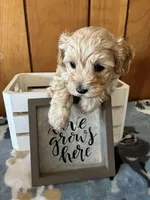 Percy, a male Maltipoo for sale in Frederic, WI – Photo 4 of 8