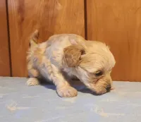 Percy, a male Maltipoo for sale in Frederic, WI – Photo 1 of 3