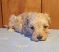 Percy, a male Maltipoo for sale in Frederic, WI – Photo 2 of 3