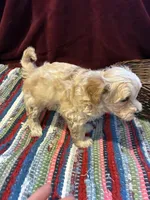 Percy, a male Maltipoo for sale in Frederic, WI – Photo 8 of 8