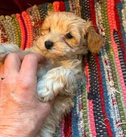 Percy, a male Maltipoo for sale in Frederic, WI – Photo 2 of 8