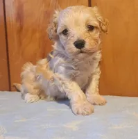 Percy, a male Maltipoo for sale in Frederic, WI – Photo 3 of 3