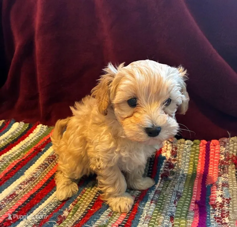 Percy – Maltipoo puppy for sale in Frederic, WI