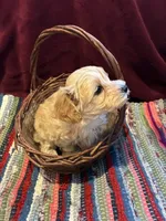 Percy, a male Maltipoo for sale in Frederic, WI – Photo 6 of 8