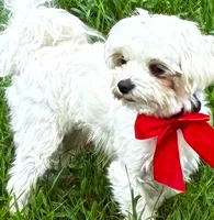 Topaz, a female Maltese for sale in Frederic, WI – 2 of 3