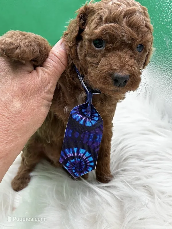 Bravo – Poodle - Miniature  puppy for sale in Frederic, WI