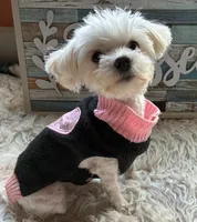 Opal, a female Maltese for sale in Frederic, WI – 3 of 3