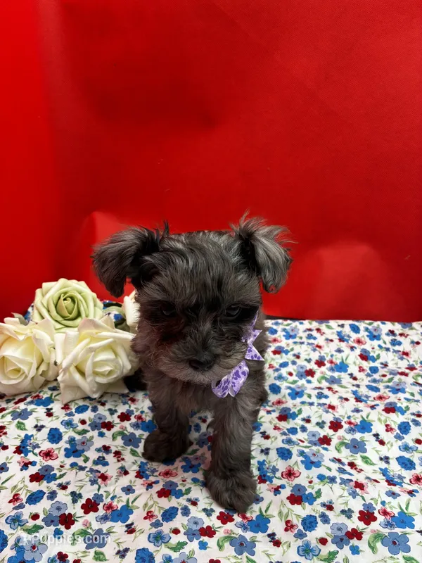Garnet – Maltipoo puppy for sale in Frederic, WI