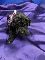 Marina, a female Maltipoo for sale in Frederic, WI – 4 of 5