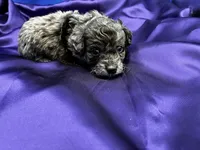 Tide, a male Maltipoo for sale in Frederic, WI – 6 of 6