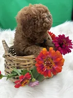 Rome, a male Poodle - Miniature  for sale in Frederic, WI – 2 of 5