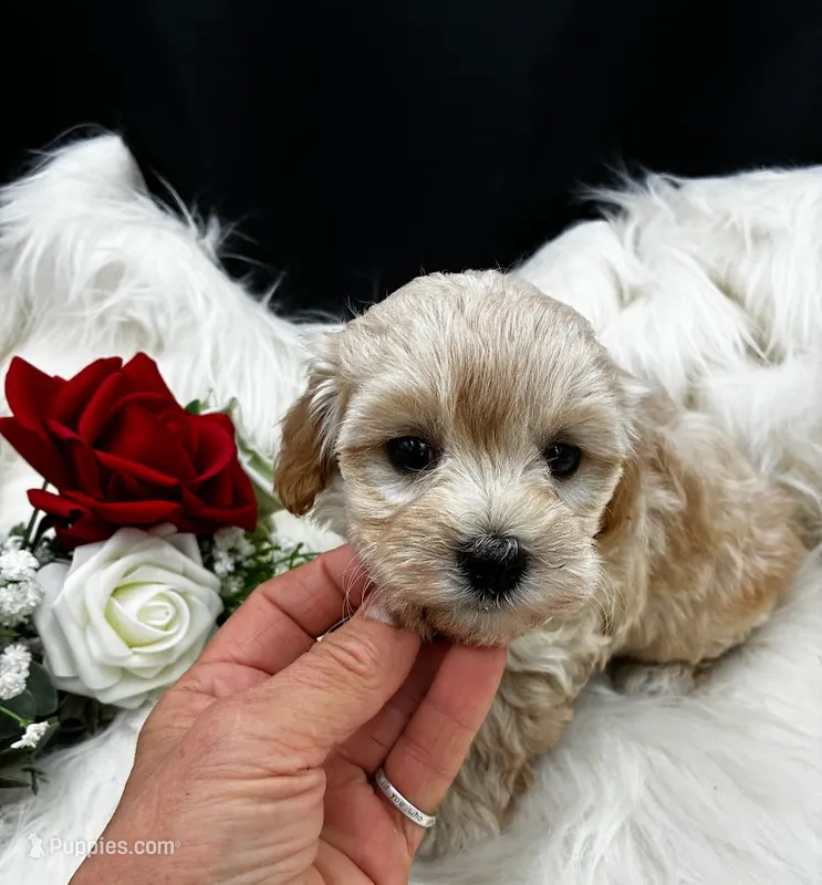 Hugo – Maltipoo puppy for sale in Frederic, WI