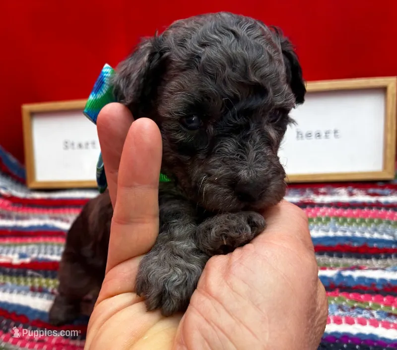 Whiskey – Poodle - Miniature  puppy for sale in Frederic, WI