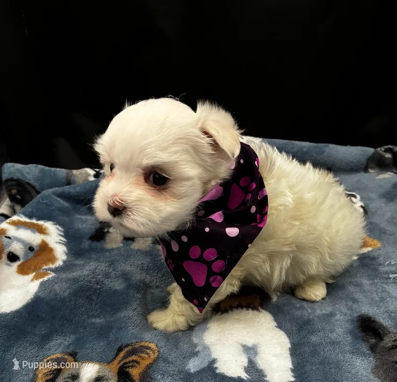 Opal – Maltese puppy for sale in Frederic, WI