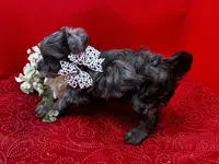 Agate, a male Maltipoo for sale in Frederic, WI – 3 of 6
