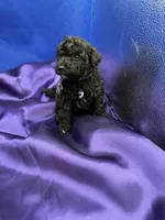Marina, a female Maltipoo for sale in Frederic, WI – 3 of 5