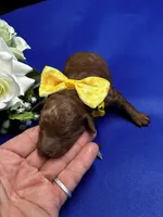 Rome, a male Poodle - Miniature  for sale in Frederic, WI – 4 of 4