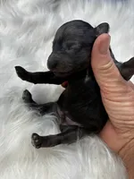 Whiskey, a male Poodle - Miniature  for sale in Frederic, WI – 2 of 3