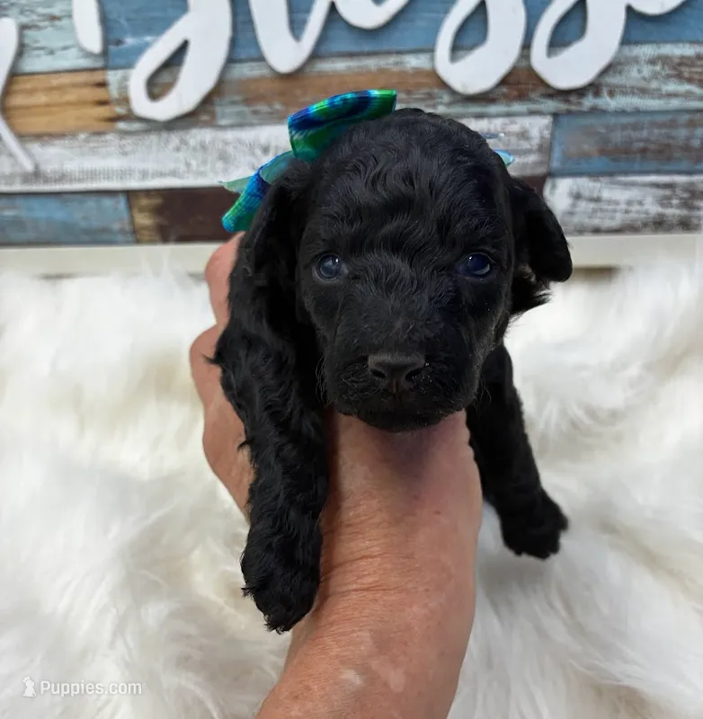 Zulu – Poodle - Miniature  puppy for sale in Frederic, WI