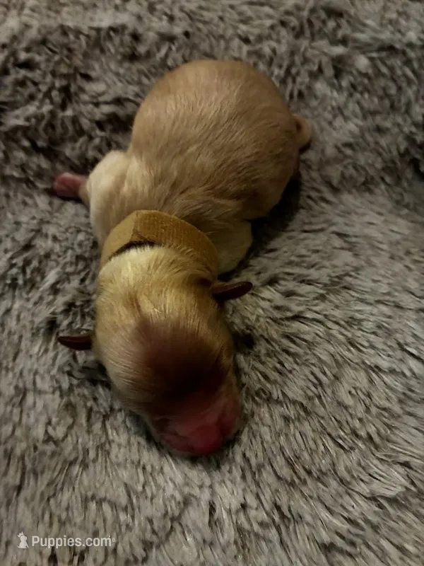 Cheddar – Maltipoo puppy for sale in Frederic, WI