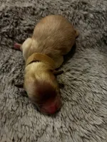 Cheddar, a male Maltipoo for sale in Frederic, WI – 1 of 1
