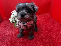 Agate, a male Maltipoo for sale in Frederic, WI – 6 of 6