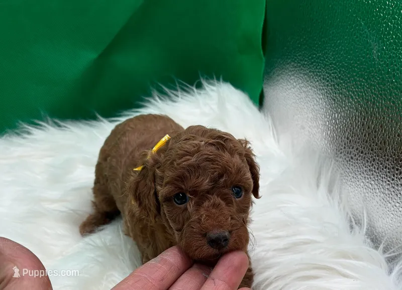 Foxtrot – Poodle - Miniature  puppy for sale in Frederic, WI