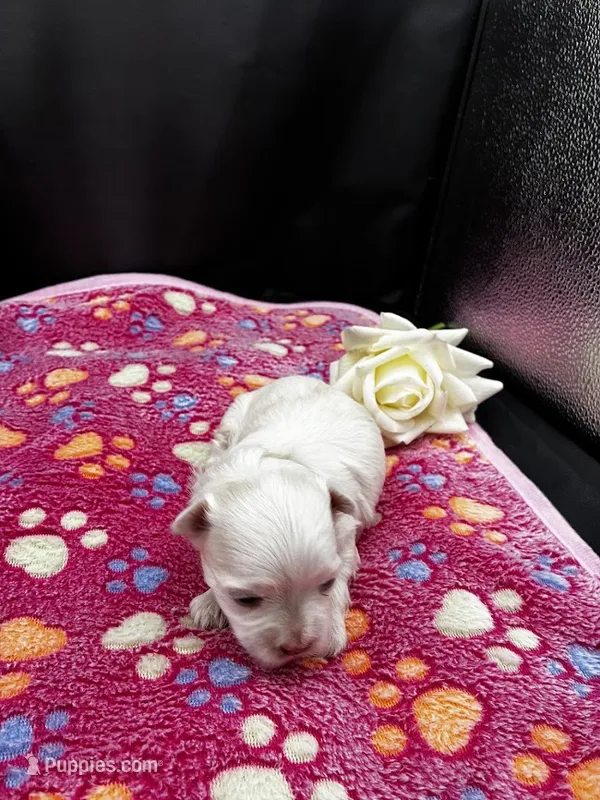 Topaz – Maltese puppy for sale in Frederic, WI