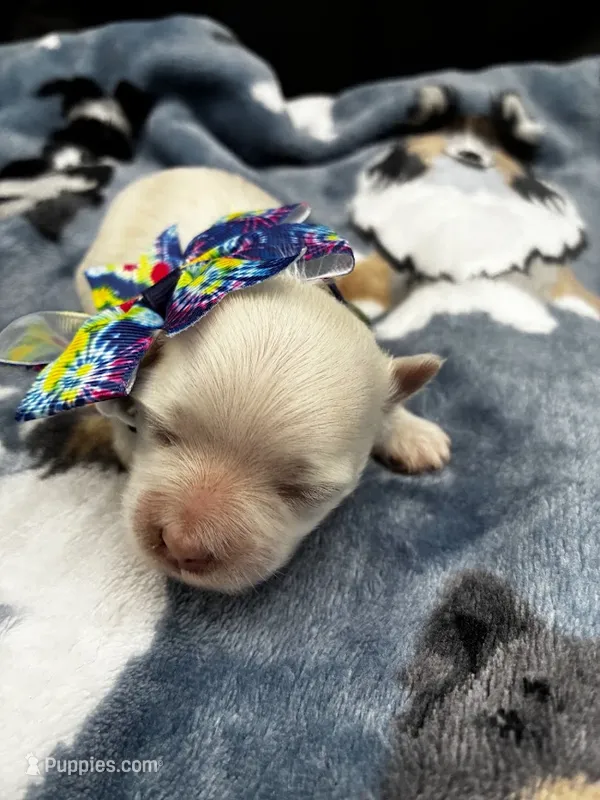 Topaz – Maltese puppy for sale in Frederic, WI