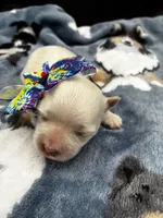 Topaz, a female Maltese for sale in Frederic, WI – 1 of 3