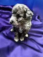 Breeze, a male Maltipoo for sale in Frederic, WI – 2 of 4