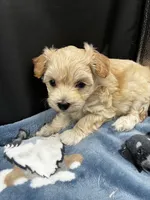Winston, a male Maltipoo for sale in Frederic, WI – 1 of 2
