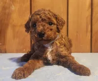 Clifford, a male Poodle - Miniature  for sale in Frederic, WI – Photo 2 of 2