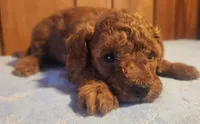 Clifford, a male Poodle - Miniature  for sale in Frederic, WI – Photo 1 of 2
