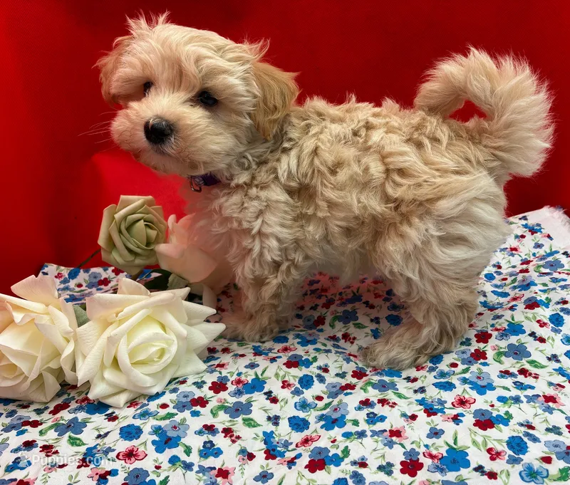 Calcite – Maltipoo puppy for sale in Frederic, WI