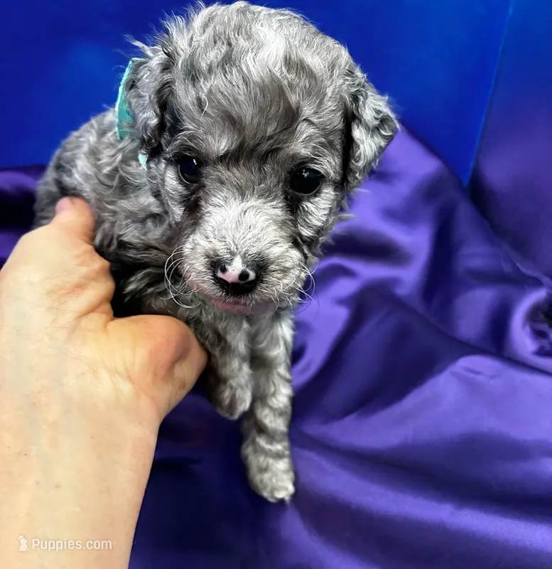 Breeze – Maltipoo puppy for sale in Frederic, WI