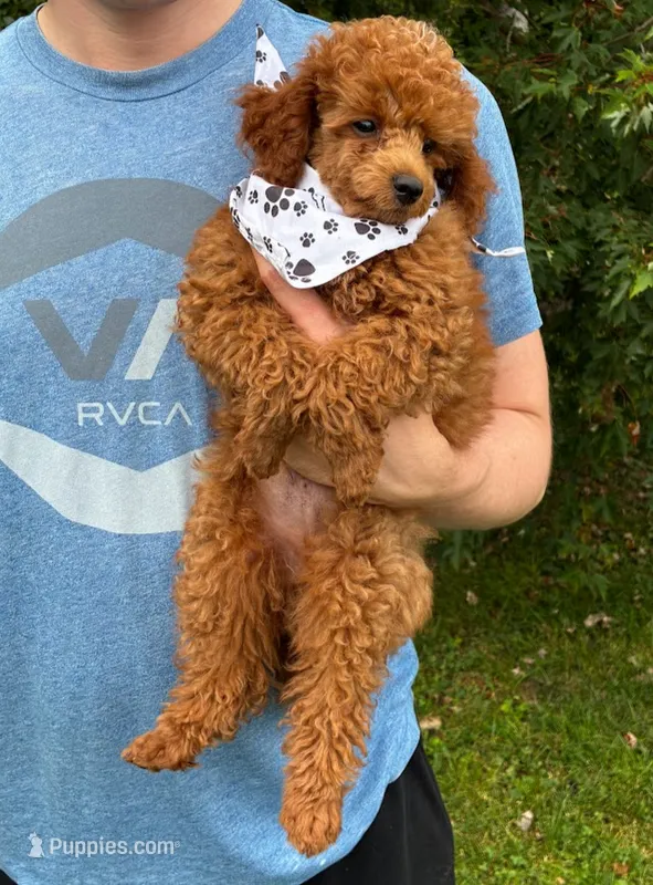 Rome – Poodle - Miniature  puppy for sale in Frederic, WI