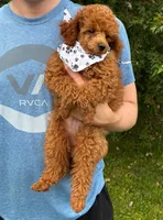 Rome, a male Poodle - Miniature  for sale in Frederic, WI – 1 of 3