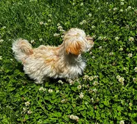 Amber, a male Maltipoo for sale in Frederic, WI – 3 of 5