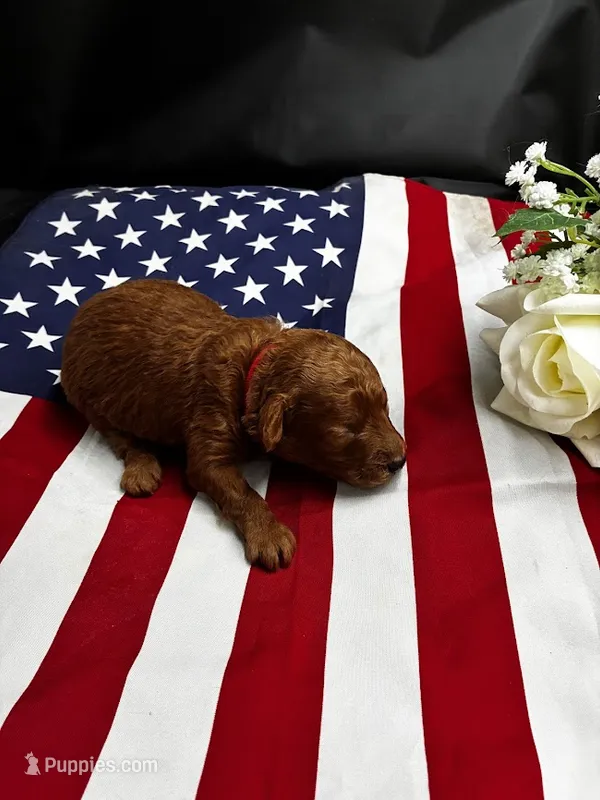 Athens – Poodle - Miniature  puppy for sale in Frederic, WI