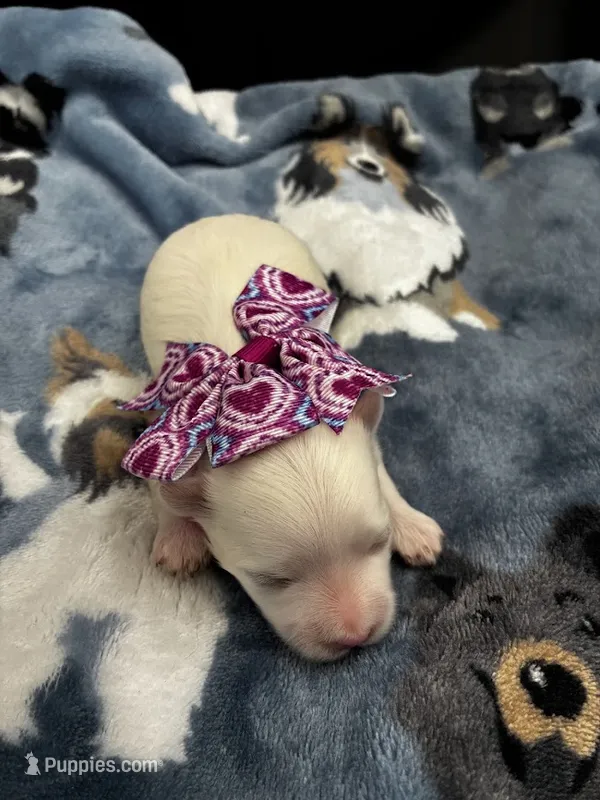 Opal – Maltese puppy for sale in Frederic, WI